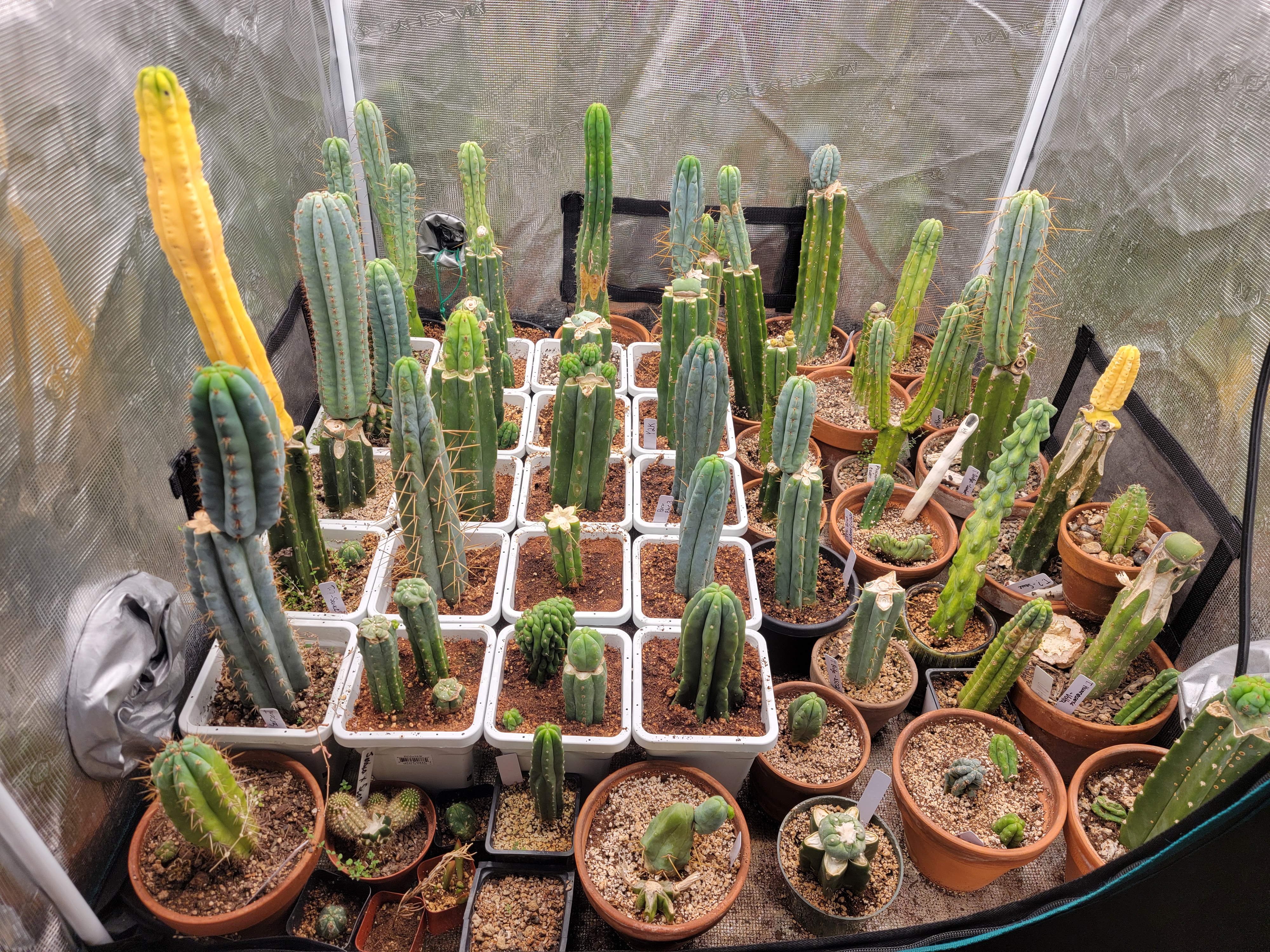 9-1-25 Cacti in Tent
